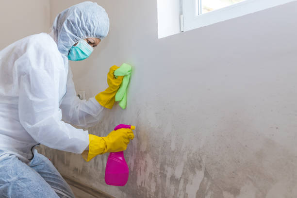 Best Mold Prevention Services  in USA